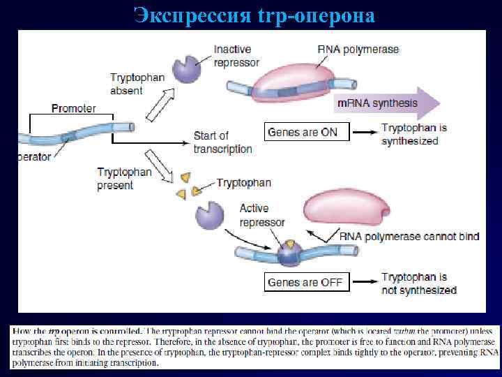 Экспрессия trp-оперона 