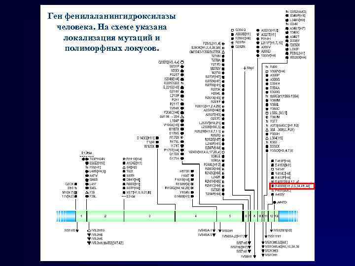 Ген фенилаланингидроксилазы человека. На схеме указана локализация мутаций и полиморфных локусов. 