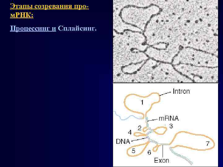 Этапы созревания пром. РНК: Процессинг и Сплайсинг. 