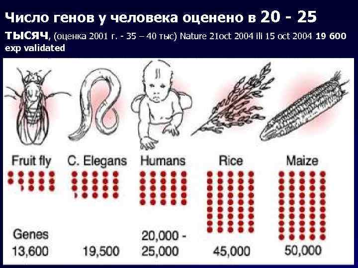 Число генов у человека оценено в 20 - 25 тысяч, (оценка 2001 г. -