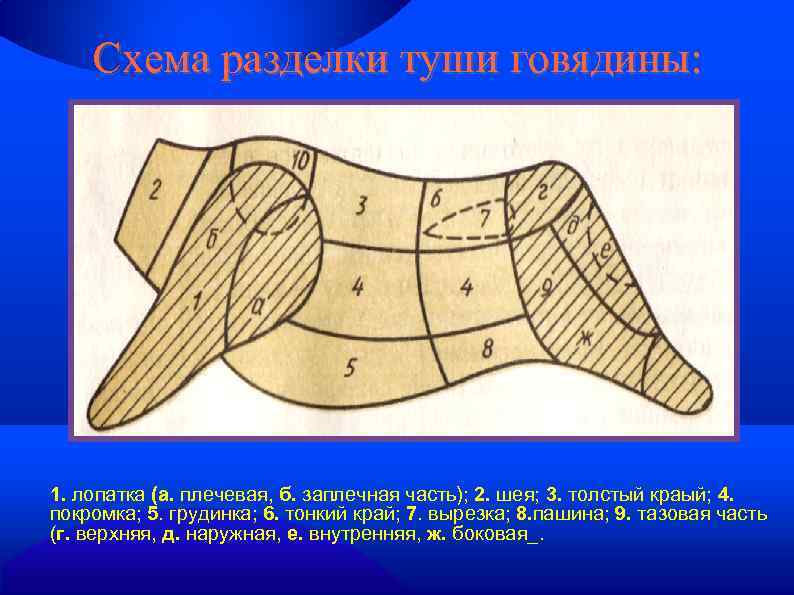 Схема разделки туши говядины: 1. лопатка (а. плечевая, б. заплечная часть); 2. шея; 3.