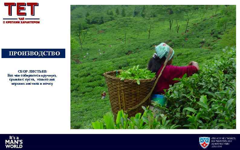 ПРОИЗВОДСТВО СБОР ЛИСТЬЕВ Все чаи собираются вручную, срывая с куста, только два верхних листика