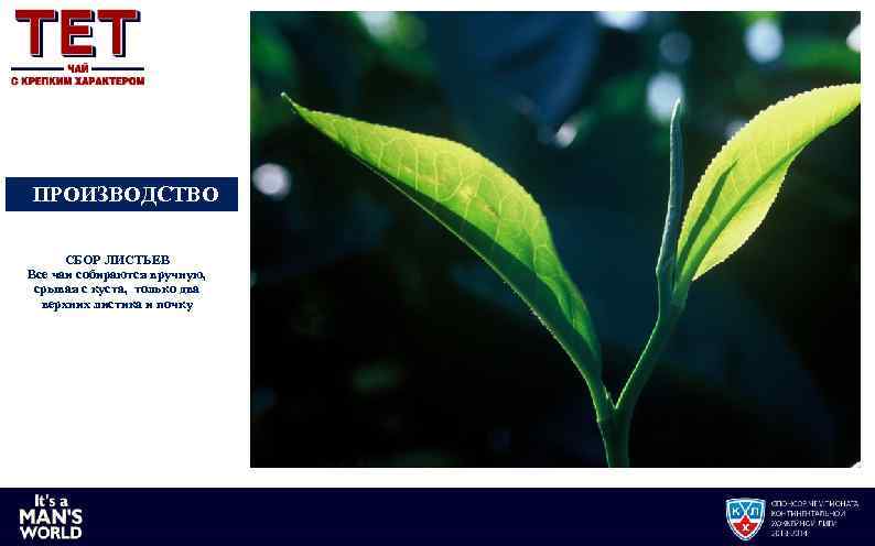 ПРОИЗВОДСТВО СБОР ЛИСТЬЕВ Все чаи собираются вручную, срывая с куста, только два верхних листика