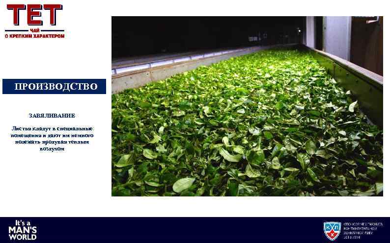 ПРОИЗВОДСТВО ЗАВЯЛИВАНИЕ Листья кладут в специальные помещения и дают им немного полежать продувая теплым