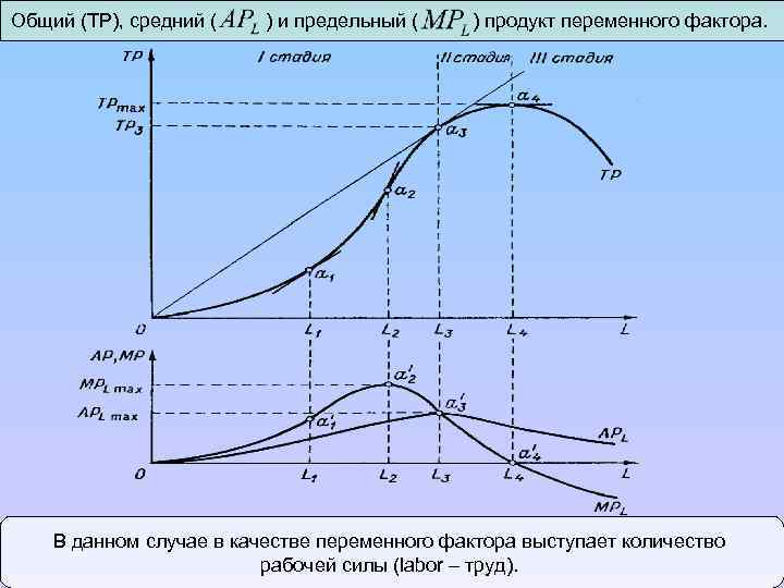 Общий (TP), средний ( ) и предельный ( ) продукт переменного фактора. В данном