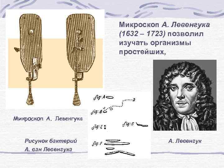 Микроскоп А. Левенгука (1632 – 1723) позволил изучать организмы простейших, Микроскоп А. Левенгука Рисунок
