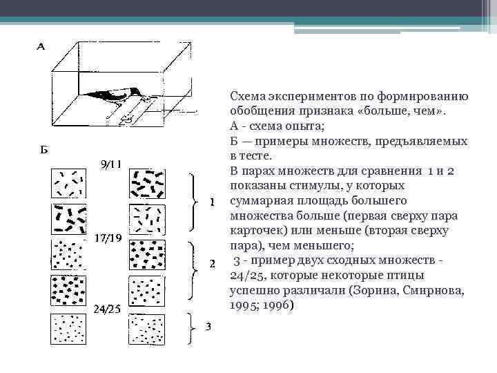 Схема экспериментов по формированию обобщения признака «больше, чем» . А - схема опыта; Б