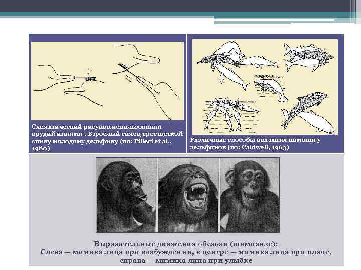 Схематический рисунок использования орудий иниями. Взрослый самец трет щеткой Различные способы оказания помощи у