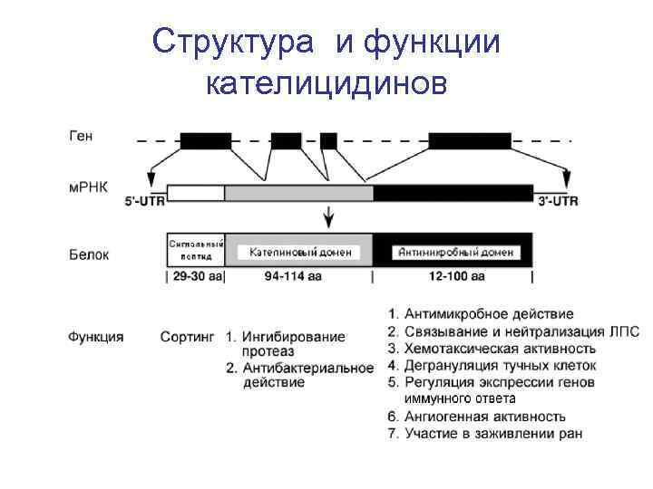 Структура и функции кателицидинов 