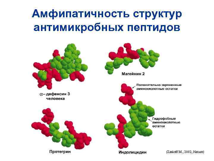 Амфипатичность структур антимикробных пептидов (Zasloff M. , 2002, Nature) 