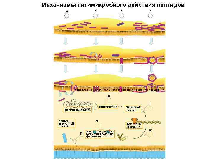 Механизмы антимикробного действия пептидов А Б Г В подавление окислительного фосфорилирования и дыхания Д