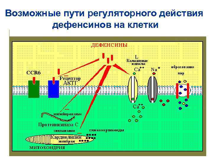 Возможные пути регуляторного действия дефенсинов на клетки CCR 6 
