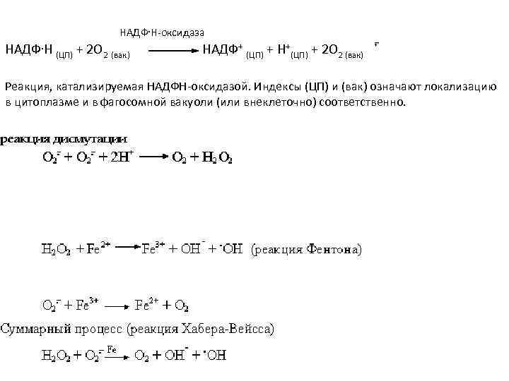  НАДФ. Н-оксидаза НАДФ. Н (ЦП) + 2 O 2 (вак) НАДФ+ (ЦП) +