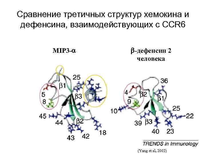 Сравнение третичных структур хемокина и дефенсина, взаимодействующих с CCR 6 MIP 3 -a b-дефенсин
