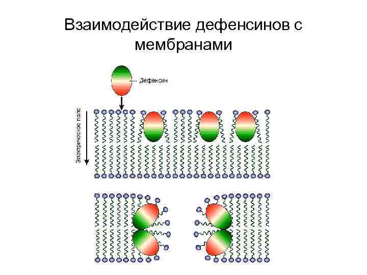 Взаимодействие дефенсинов с мембранами 
