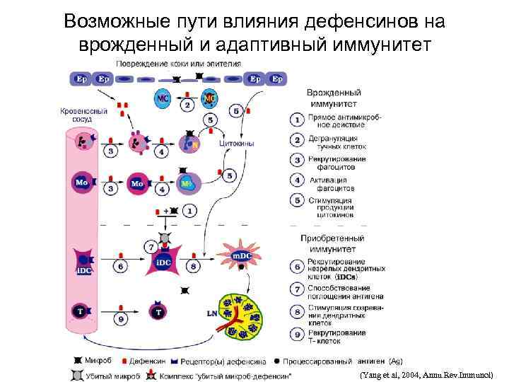 Возможные пути влияния дефенсинов на врожденный и адаптивный иммунитет (Yang et al, 2004, Annu.