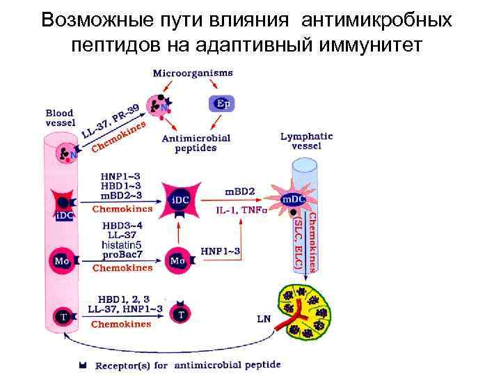 Возможные пути влияния антимикробных пептидов на адаптивный иммунитет 