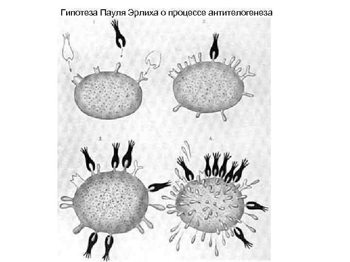 Гипотеза Пауля Эрлиха о процессе антителогенеза 