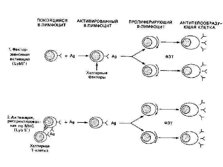 Дифференцировка клеток этапы. Антигензависимая дифференцировка в-лимфоцитов схема. Схема дифференцировки в лимфоцитов. Созревание и дифференцировка в-лимфоцитов. Механизмы активации и дифференцировки в-лимфоцитов.