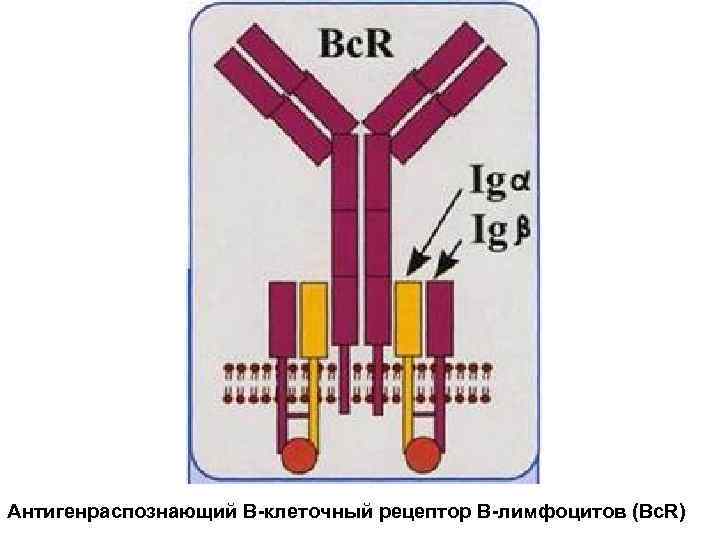 Антигенраспознающий В-клеточный рецептор В-лимфоцитов (Bc. R) 