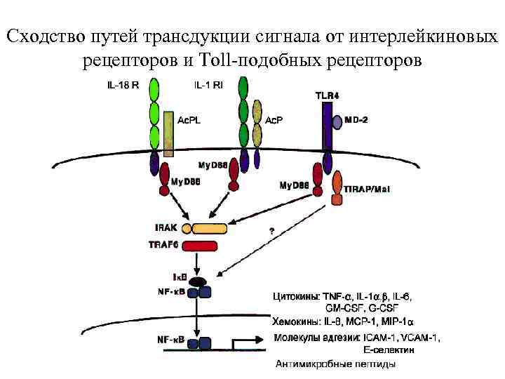 Общая схема трансдукции сигнала