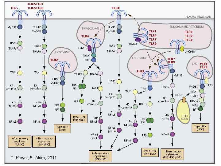 T. Kawai, S. Akira, 2011 