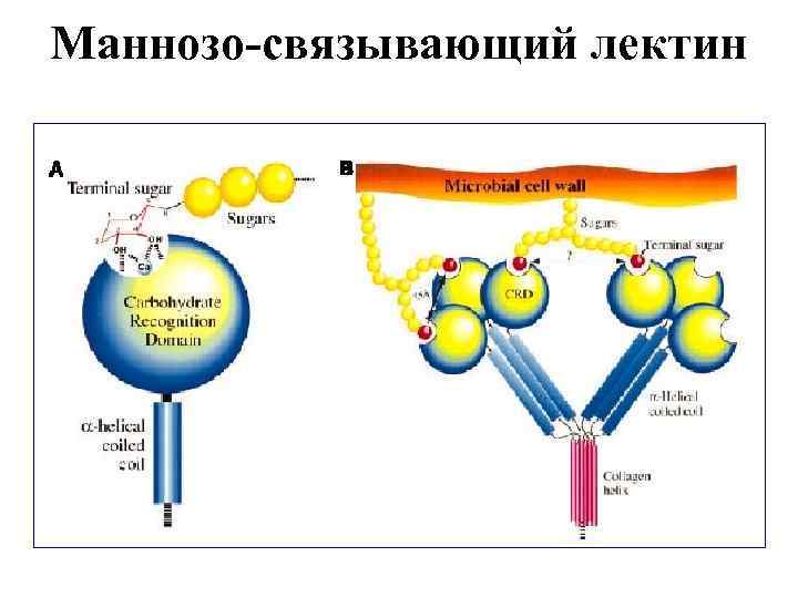 Маннозо-связывающий лектин 