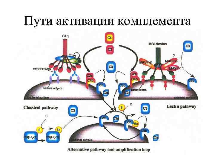 Пути активации комплемента 