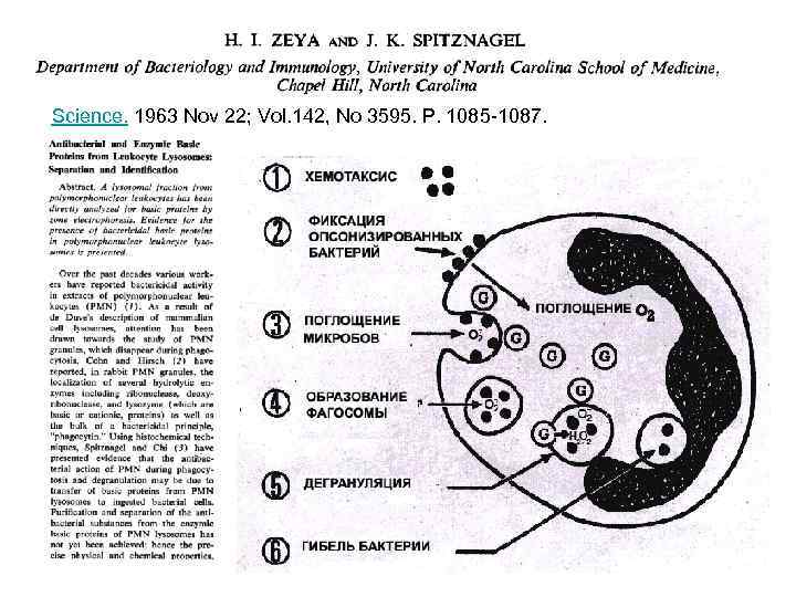Science. 1963 Nov 22; Vol. 142, No 3595. P. 1085 -1087. 