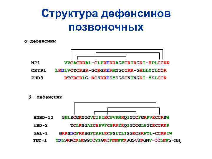 Структура дефенсинов позвоночных TBD-1 YDLSKNCRLRGGICYIGKCPRRFFRSGSCSRGNV-CCLRFG-NH 2 