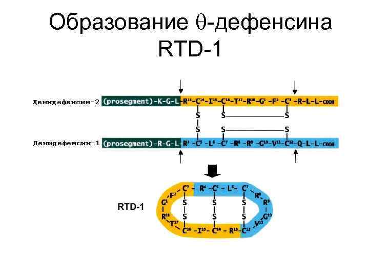 Образование -дефенсина RTD-1 