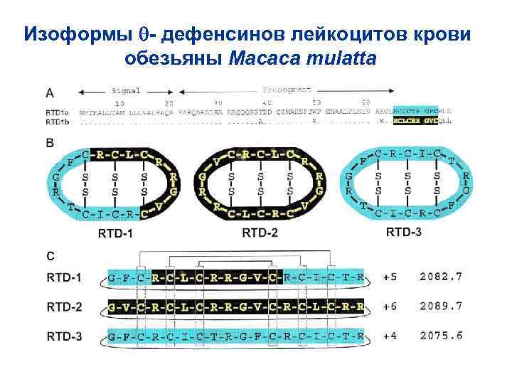 Изоформы - дефенсинов лейкоцитов крови обезьяны Macaca mulatta 