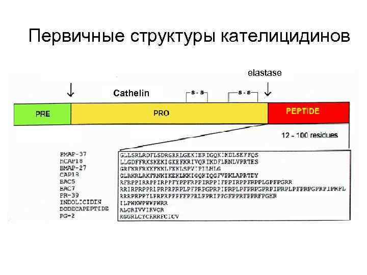 Первичные структуры кателицидинов elastase Cathelin 