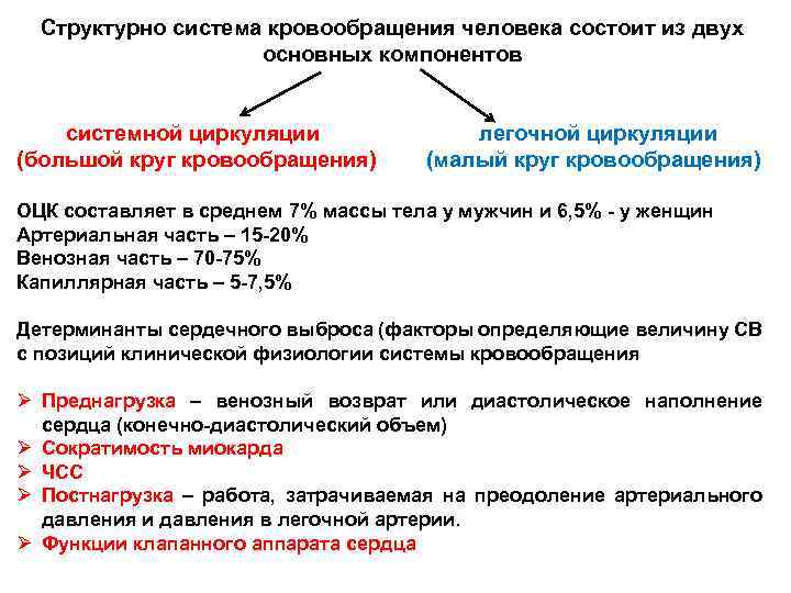 Структурно система кровообращения человека состоит из двух основных компонентов системной циркуляции (большой круг кровообращения)