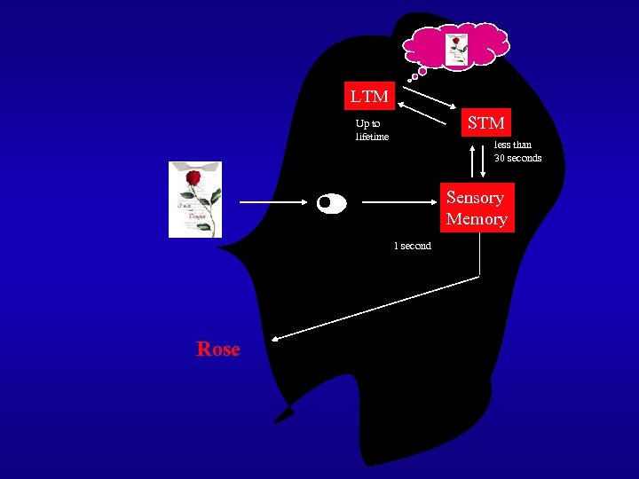 LTM STM Up to lifetime less than 30 seconds Sensory Memory 1 second Rose