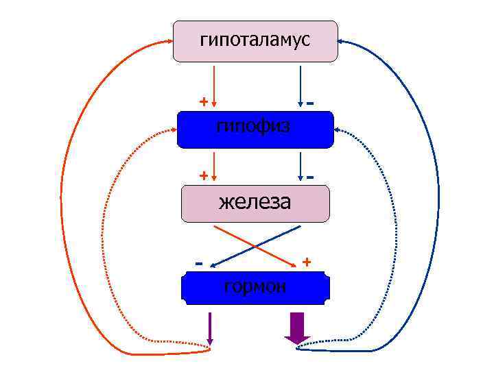 гипоталамус + гипофиз + железа - - + гормон 