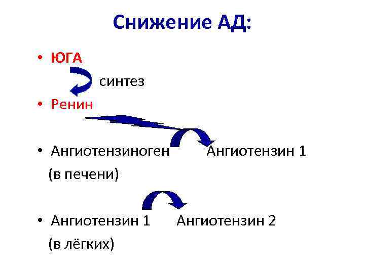 Снижение АД: • ЮГА синтез • Ренин • Ангиотензиноген (в печени) • Ангиотензин 1