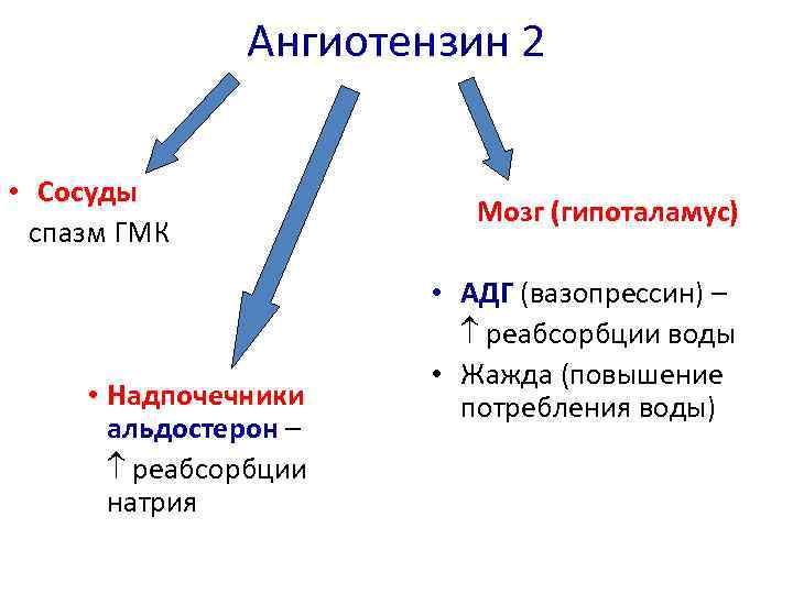 Ангиотензин 2 • Сосуды спазм ГМК • Надпочечники альдостерон – реабсорбции натрия Мозг (гипоталамус)