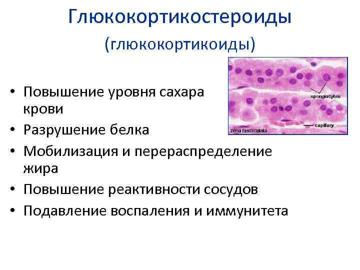 Глюкокортикостероиды (глюкокортикоиды) • Повышение уровня сахара в крови • Разрушение белка • Мобилизация и