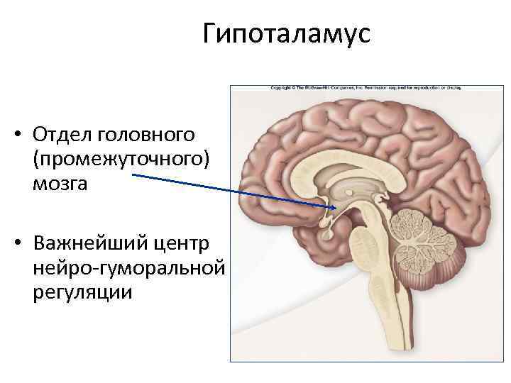 Гипоталамус • Отдел головного (промежуточного) мозга • Важнейший центр нейро-гуморальной регуляции 