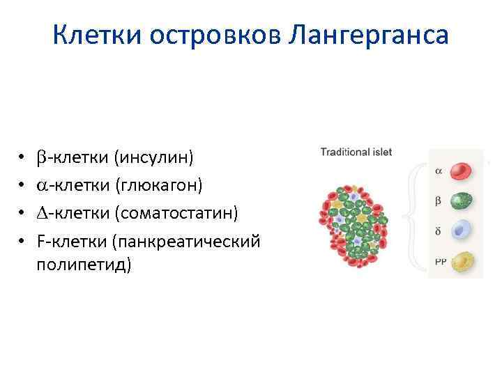 Клетки островков Лангерганса • • -клетки (инсулин) -клетки (глюкагон) -клетки (соматостатин) F-клетки (панкреатический полипетид)