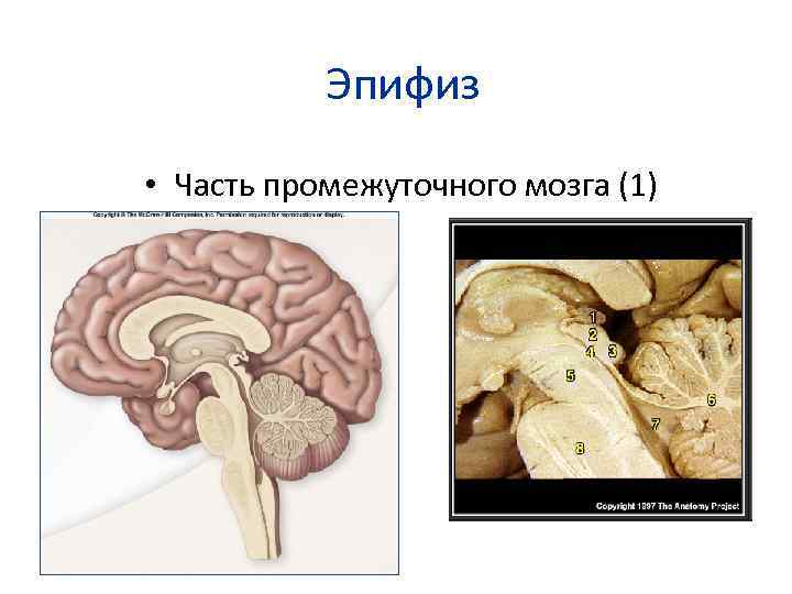 Железа мозга 7. Шишковидная железа (эпифиз). Эпифиз строение анатомия. Строение головного мозга эпифиз.