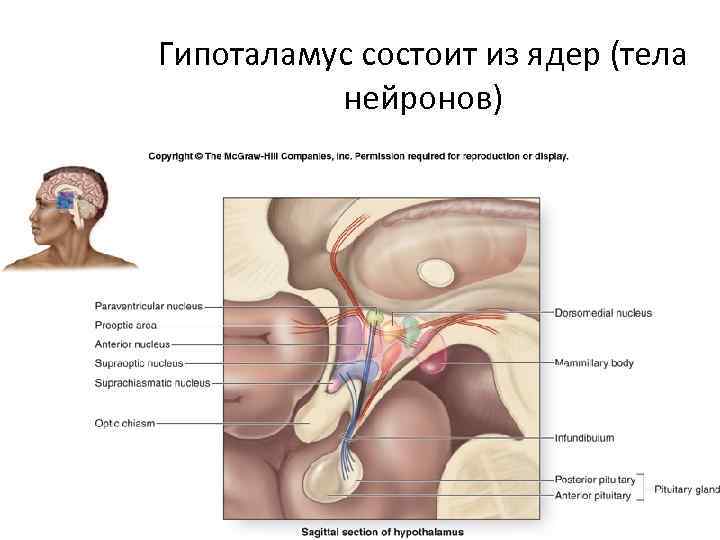 Гипоталамус состоит из ядер (тела нейронов) 