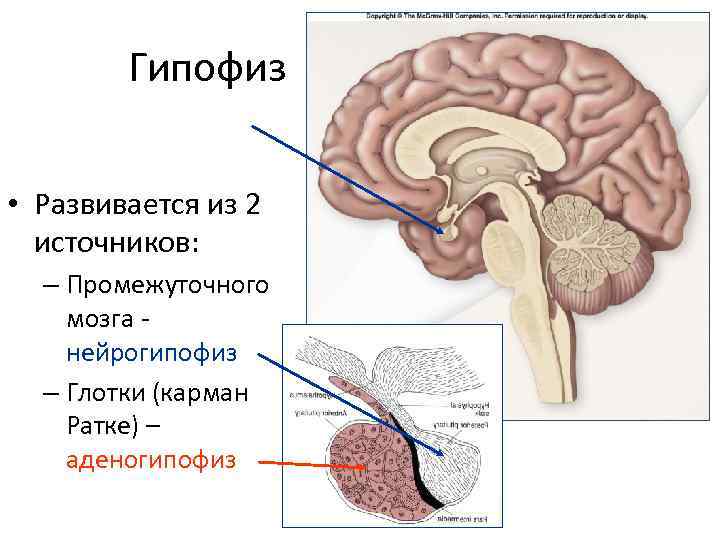 Место гипофиза. Строение головного мозга гипофиз. Киста головного мозга кармана Ратке гипофиза. Функции гипофиза головного мозга. Гипофиз атлас.
