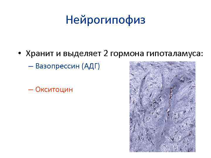 Нейрогипофиз • Хранит и выделяет 2 гормона гипоталамуса: – Вазопрессин (АДГ) – Окситоцин 