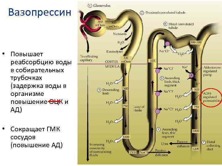 Вазопрессин • Повышает реабсорбцию воды в собирательных трубочках (задержка воды в организме повышение ОЦК