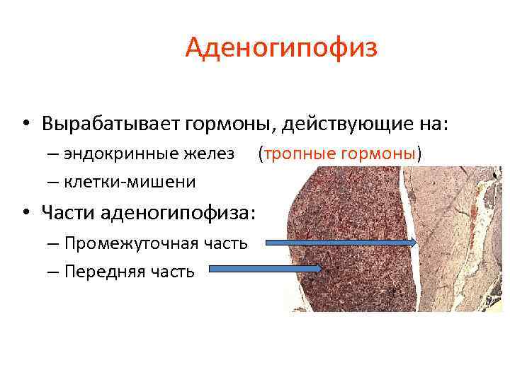 Аденогипофиз • Вырабатывает гормоны, действующие на: – эндокринные желез – клетки-мишени • Части аденогипофиза: