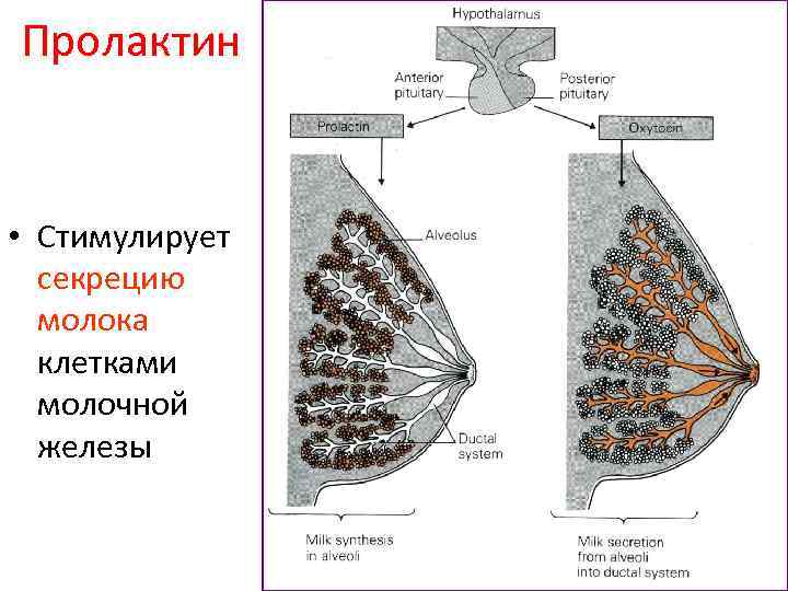 Молочные железы являются железами. Молочная железа Тип секреции. В молочной железе Тип секреции. Молочная железа в разрезе. Апокринные молочные железы.