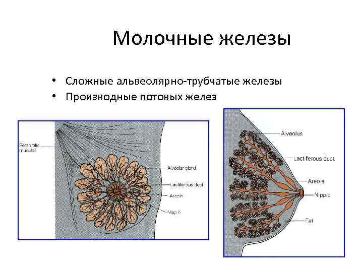 Как выглядит молочная железа внутри фото