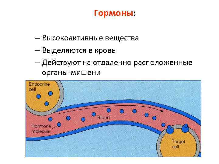 Гормоны: – Высокоактивные вещества – Выделяются в кровь – Действуют на отдаленно расположенные органы-мишени